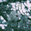 さくら～フィルム調