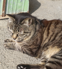 駅ねこ