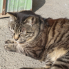 駅ねこ
