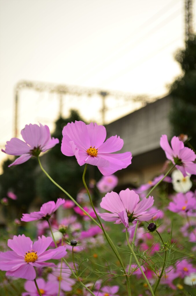 沿線の花