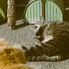 お昼寝中