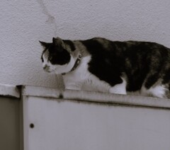 街を散歩