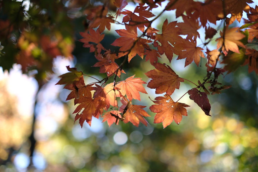 今年初の紅葉