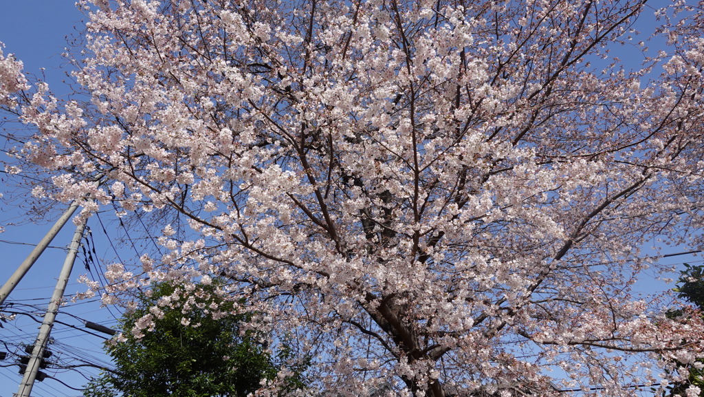 もうそろそろ今年も桜の季節ですね。