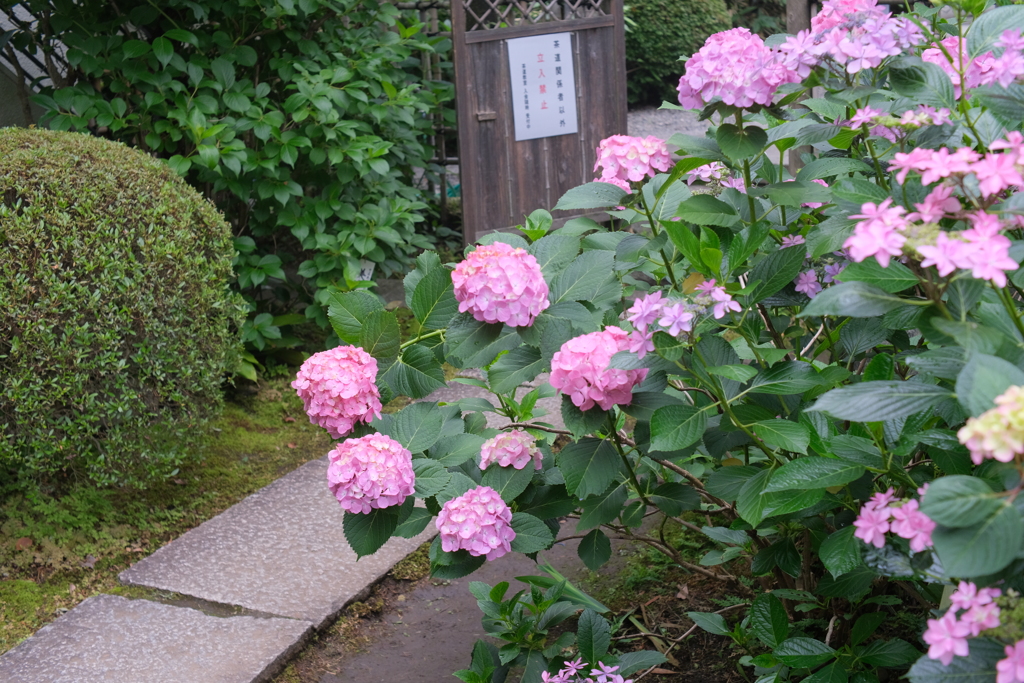 高幡不動尊の紫陽花