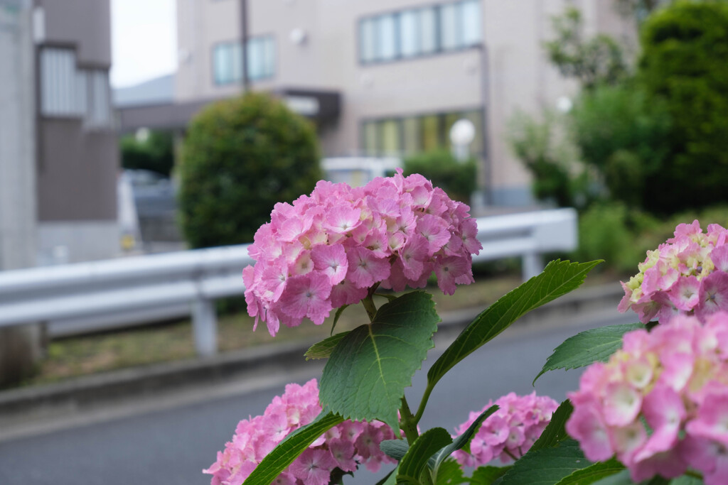 町角の紫陽花