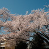 ようやく撮れた、今年の桜と青空