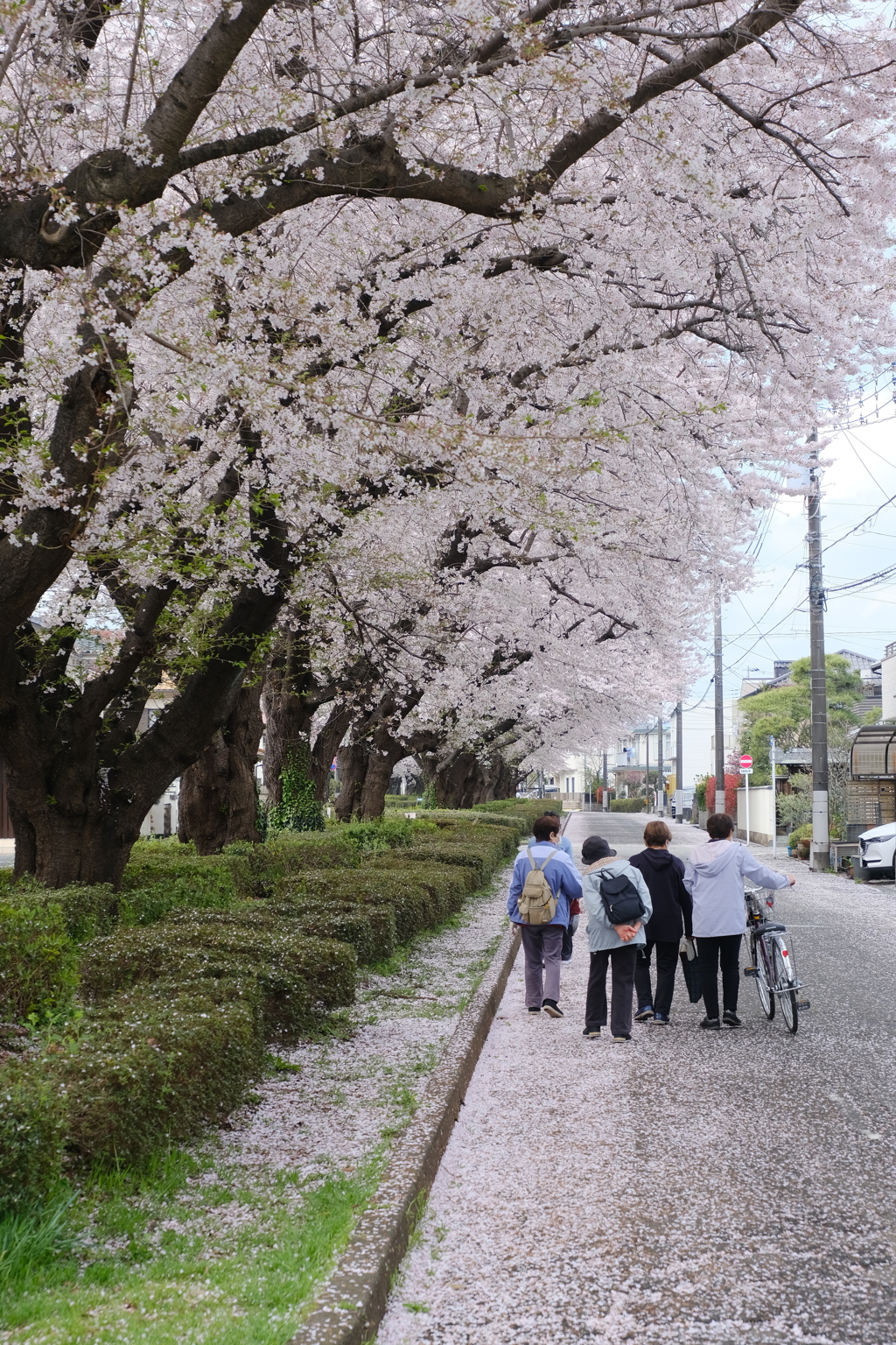 うちの近所の桜街道