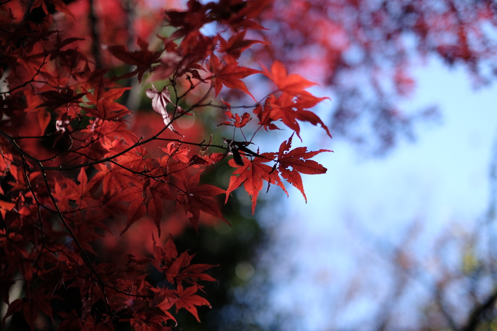 晩秋紅葉