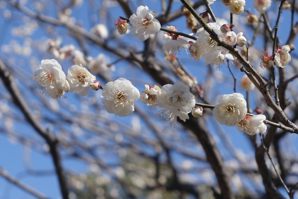 今年も花開きました