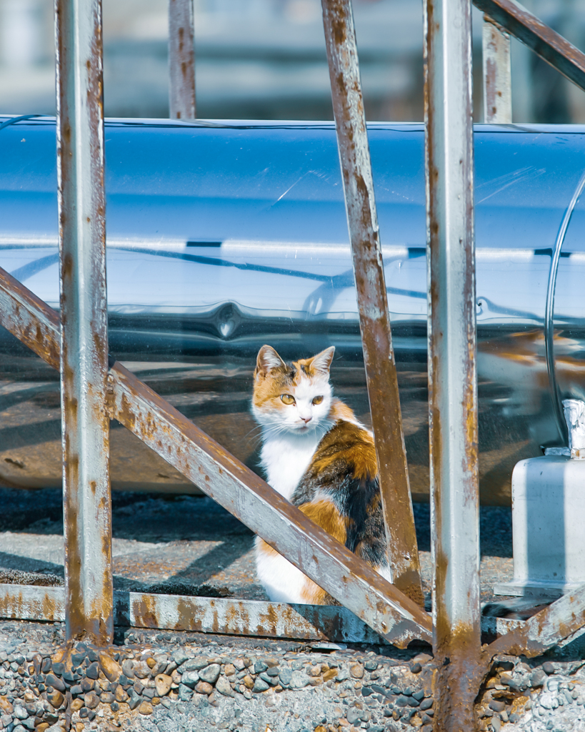 野良猫