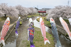 鯉のぼりと桜と名鉄と