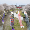 鯉のぼりと桜と名鉄と