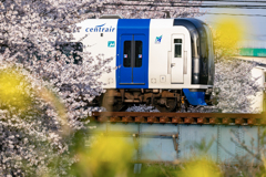 春すり抜けるミュースカイ
