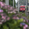 紫陽花電車 2022 完