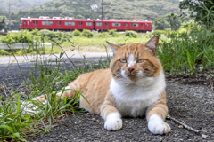 にゃん鉄