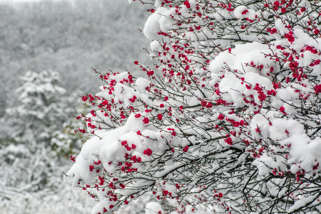 雪解け待って、春を待つ