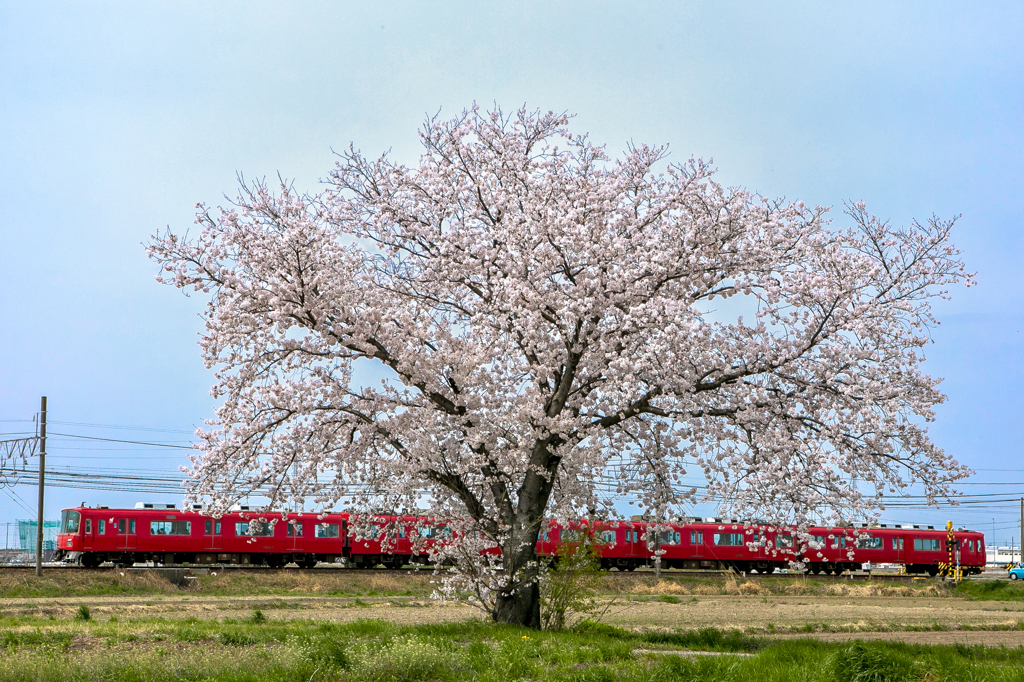 常春を行く赤い電車①