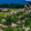 合歓の咲く明智鉄道