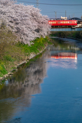 去年の桜と名鉄