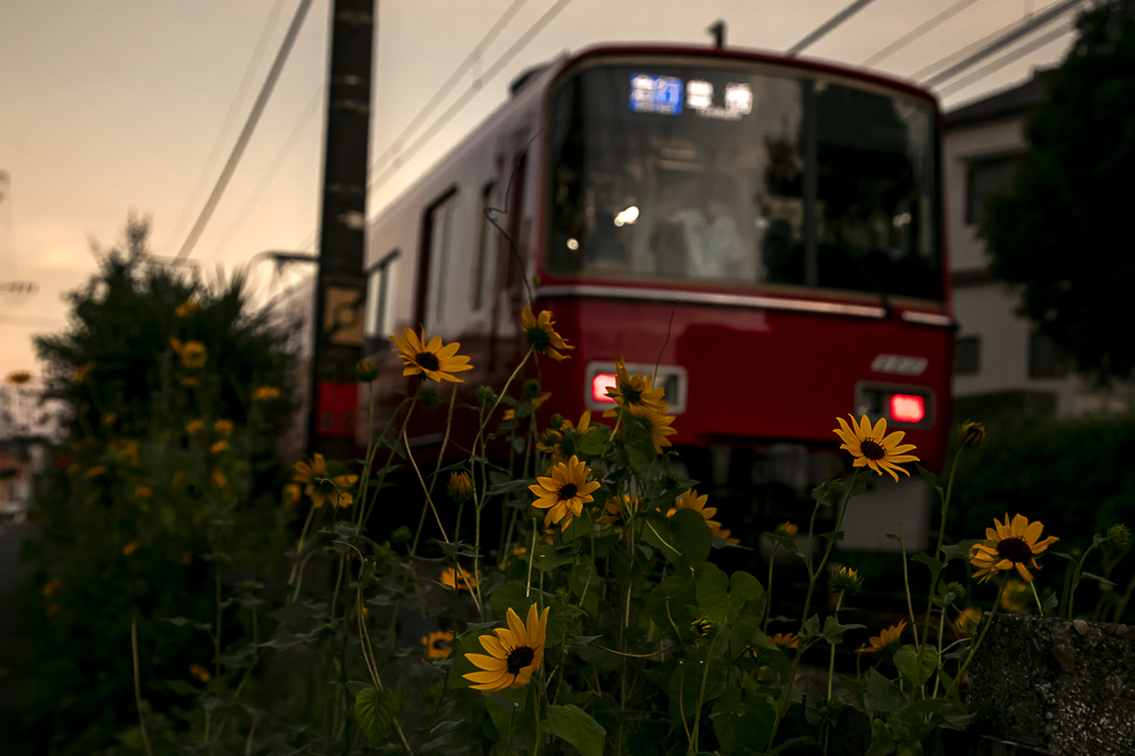 夏の夕べの帰り道