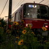夏の夕べの帰り道