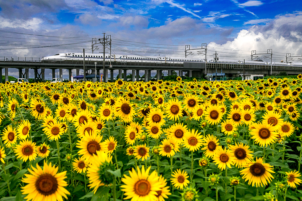 太陽に向かって