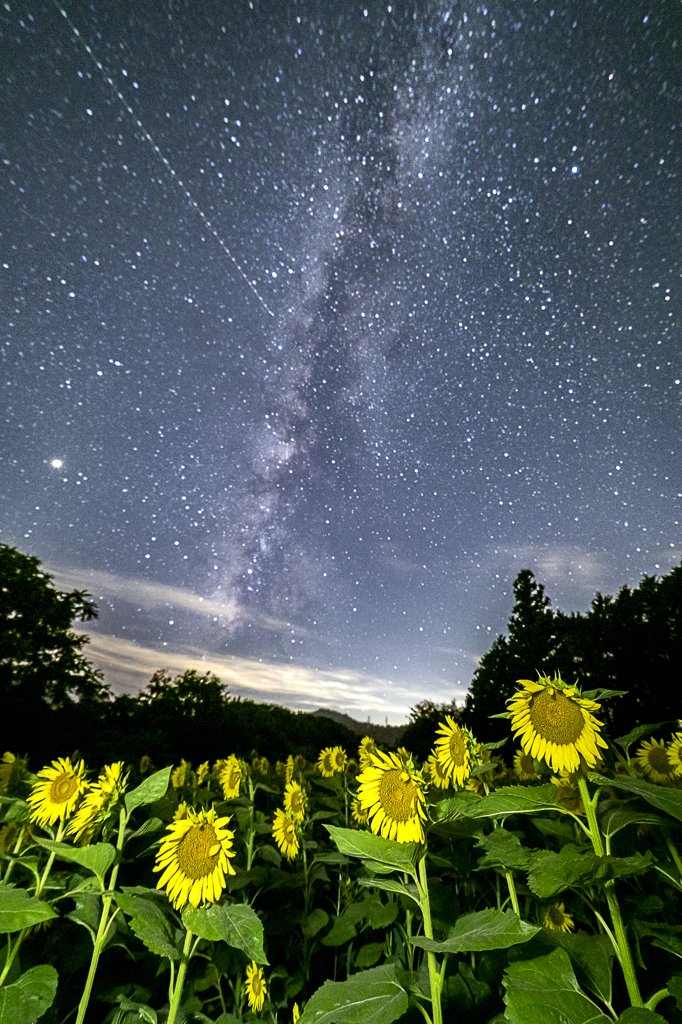 真夏の夜の夢