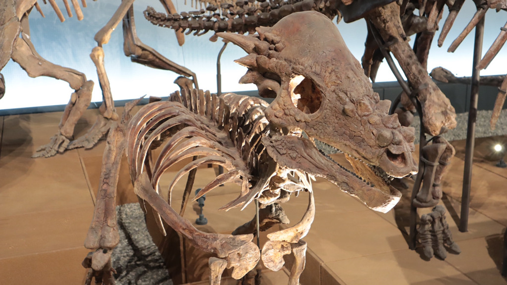 恐竜博物館
