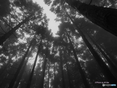 霧の森のブナ林