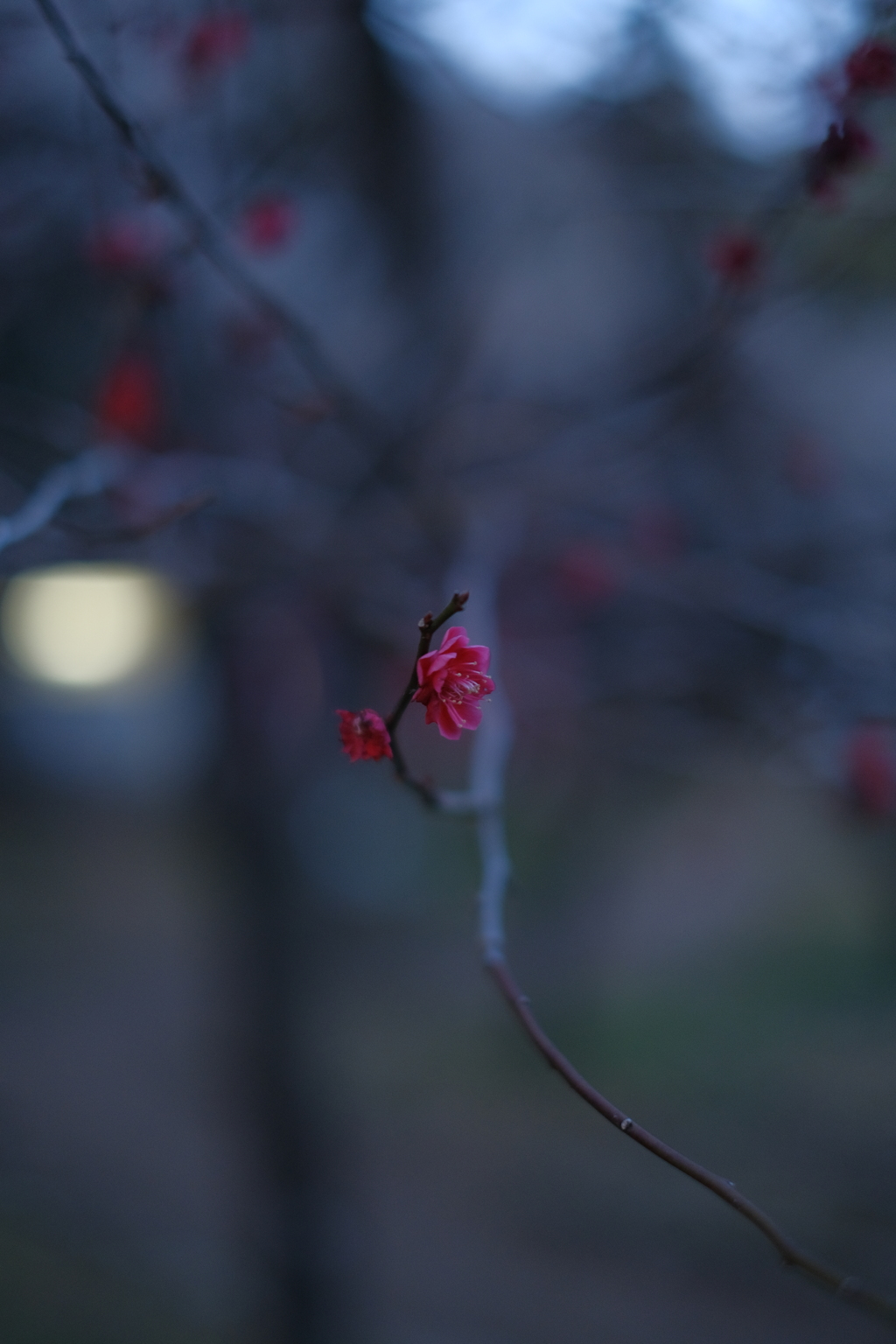 もう見頃終わり