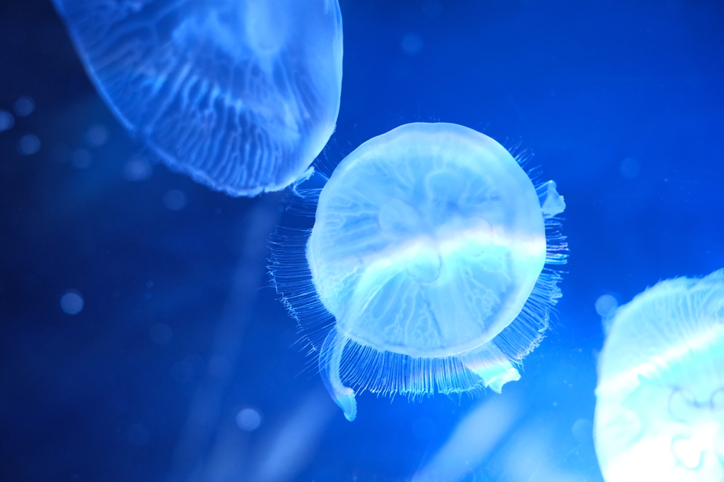 くらげダブルレインボー