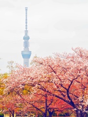 桜とスカイツリー