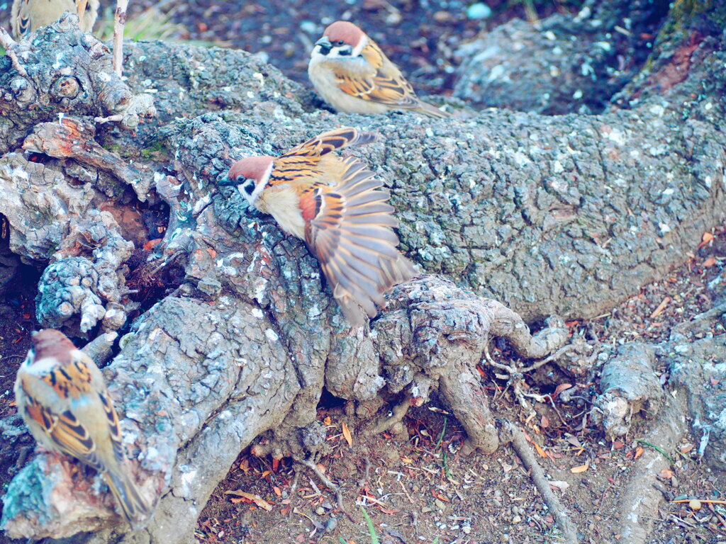 羽伸ばしたいよね、だって鳥だもの、、