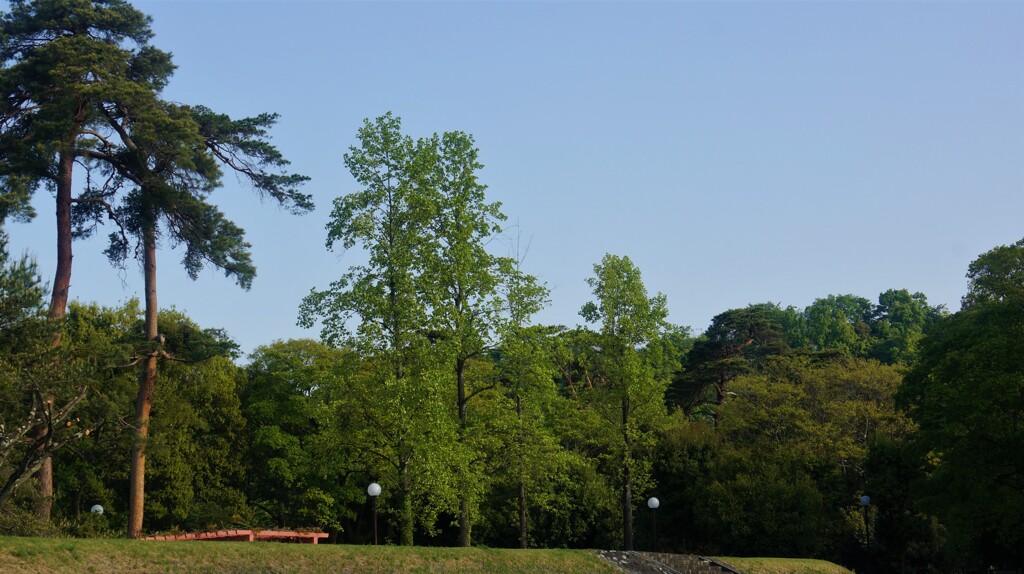 樹木 万力公園 山梨市 山梨県 DSC00510