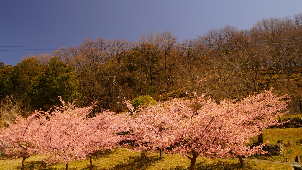 桜 塩山ふれあいの森総合公園 甲州市 山梨県 DSC04952
