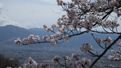 山梨県笛吹川フルーツ公園 山梨市 山梨県