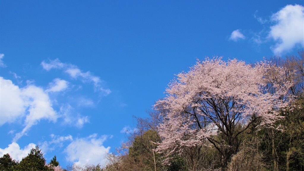 桜 八坂大神社 甲州市藤木 山梨県 DSC02511