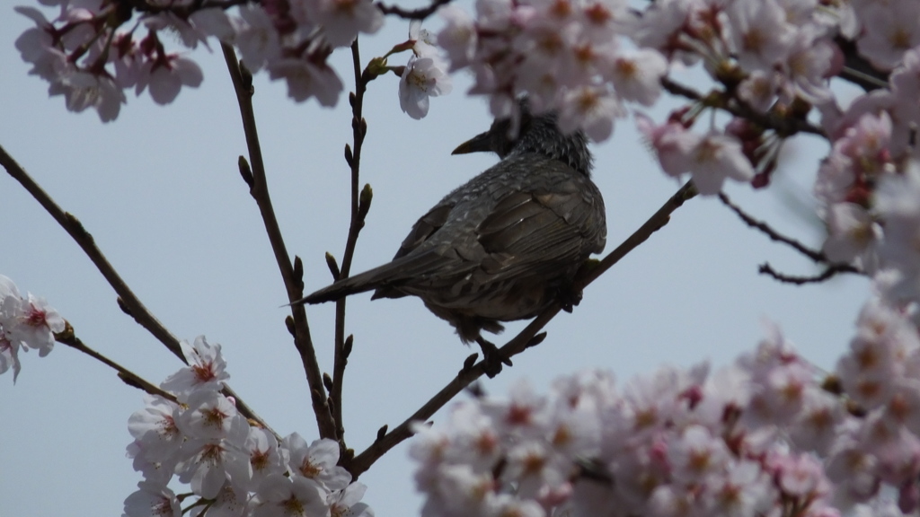 山梨県笛吹川フルーツ公園 山梨市 山梨県