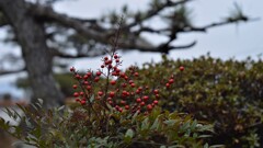 甲州市塩山藤木 山梨県 DSC_0031