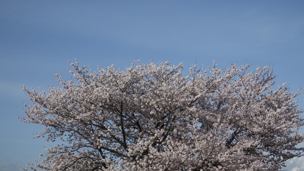 桜の名所 笛吹川 笛吹市 山梨県