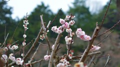 花 広蔵院 山梨市 山梨県 DSC_0056