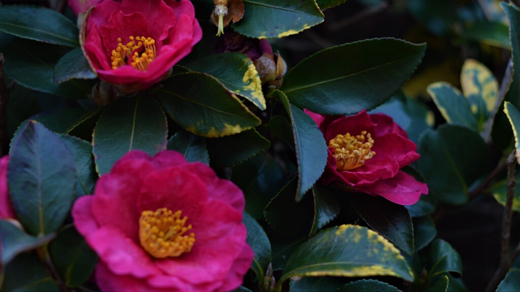 牧丘町隼 山梨市 山梨県DSC_0126
