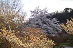 sakura 上柚木 山梨市 山梨県