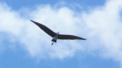 日本の風景 鳥 万力公園 山梨市 山梨県 DSC00162