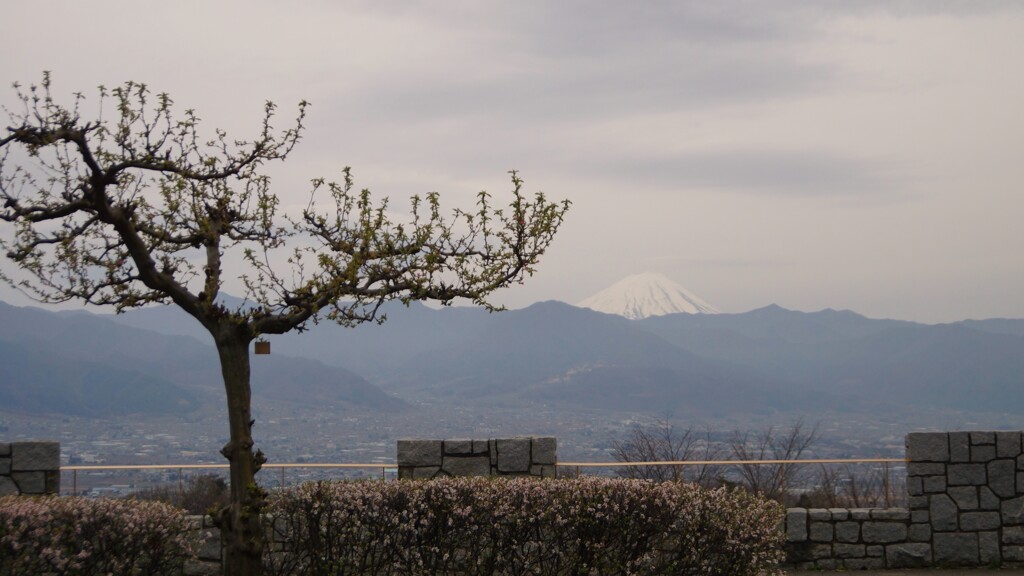  富士山 笛吹川フルーツ公園 山梨市 山梨県 DSC05468