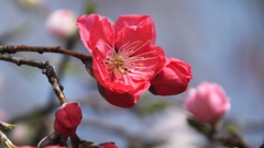 山梨県笛吹川フルーツ公園 山梨市 山梨県