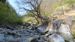 花 秩父多摩甲斐国立公園 山梨市三富徳和 山梨県  DSC_0022