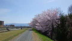 荒川 土手 桜  甲府市池田 山梨県