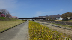 荒川 土手 桜  甲府市池田 山梨県